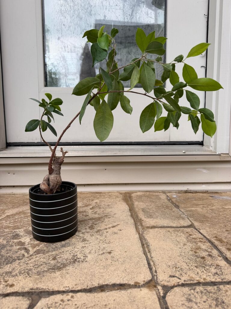 Forgotten Ficus Ginseng