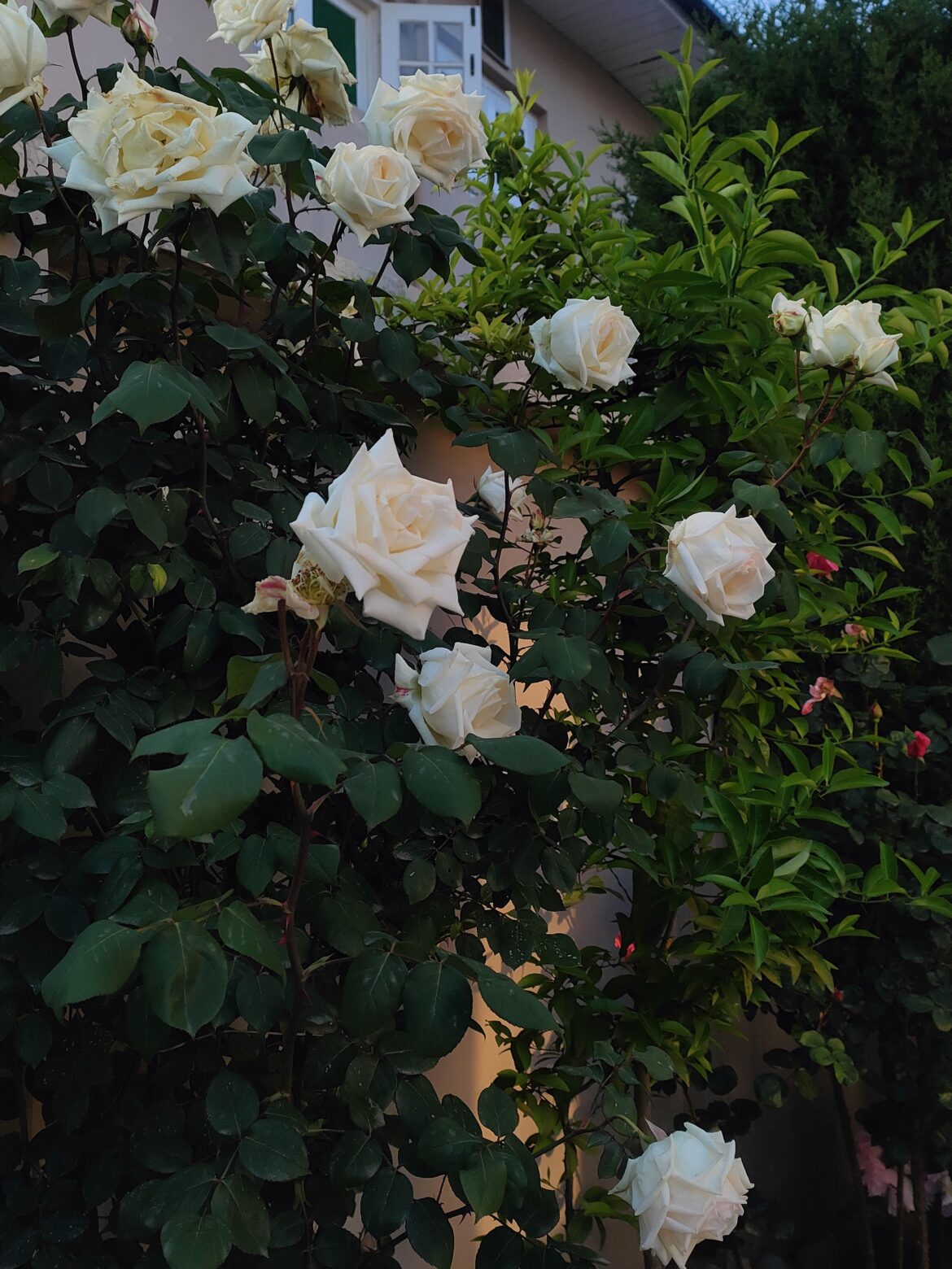 picture from my daily walk