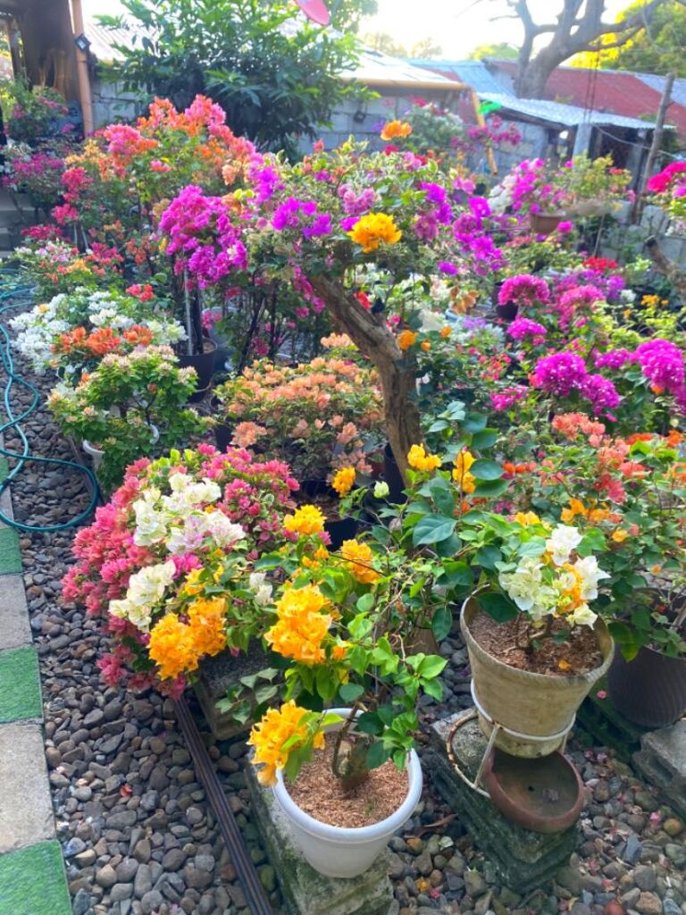 my beautiful bougainvillea