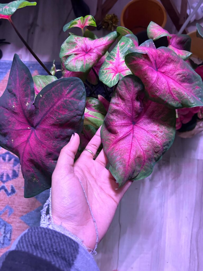 My new plants:)