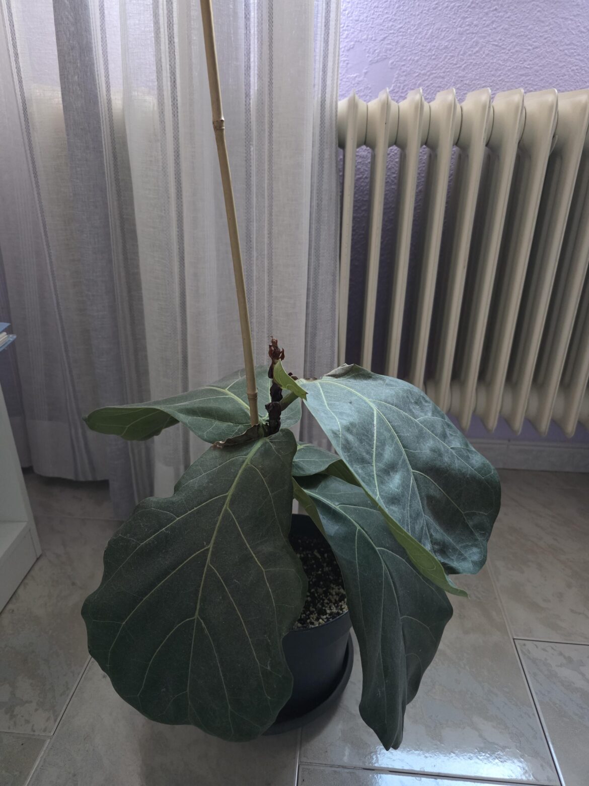 What should I do with my Ficus?