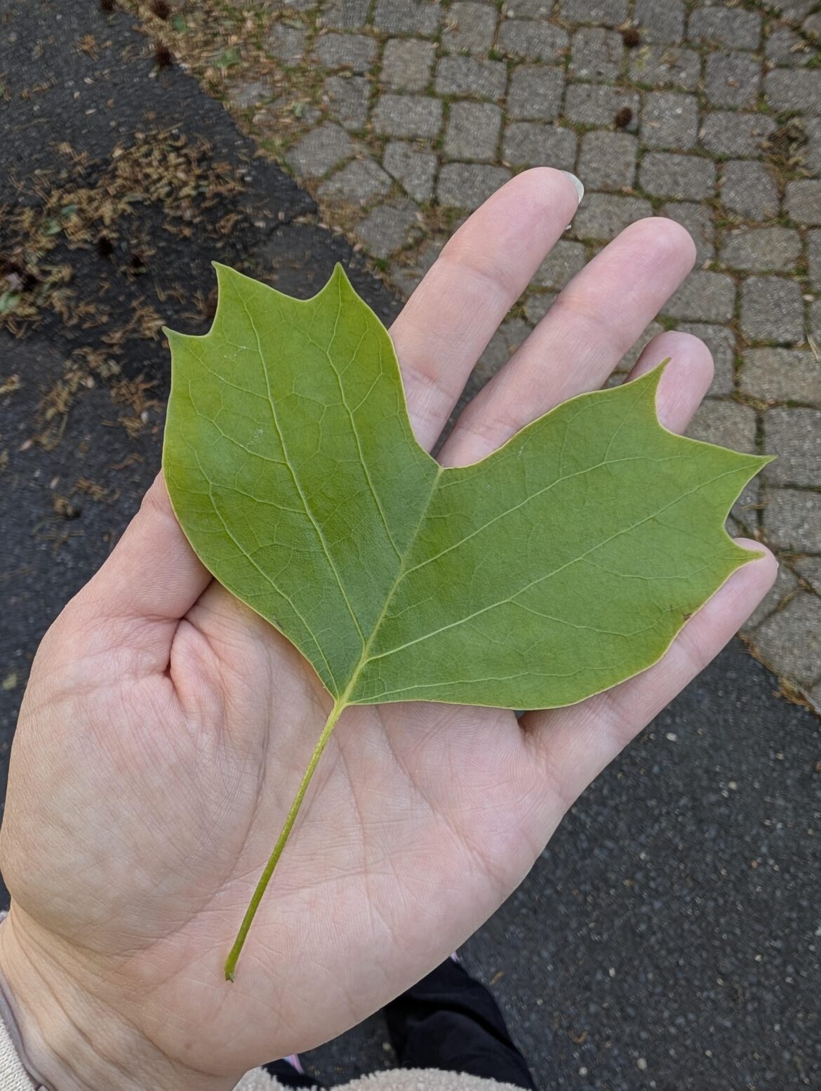 Leaf found