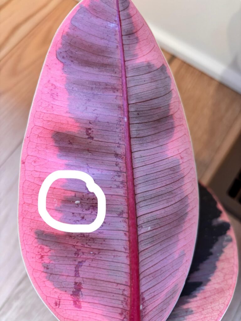 Pest on my rubber plant?
