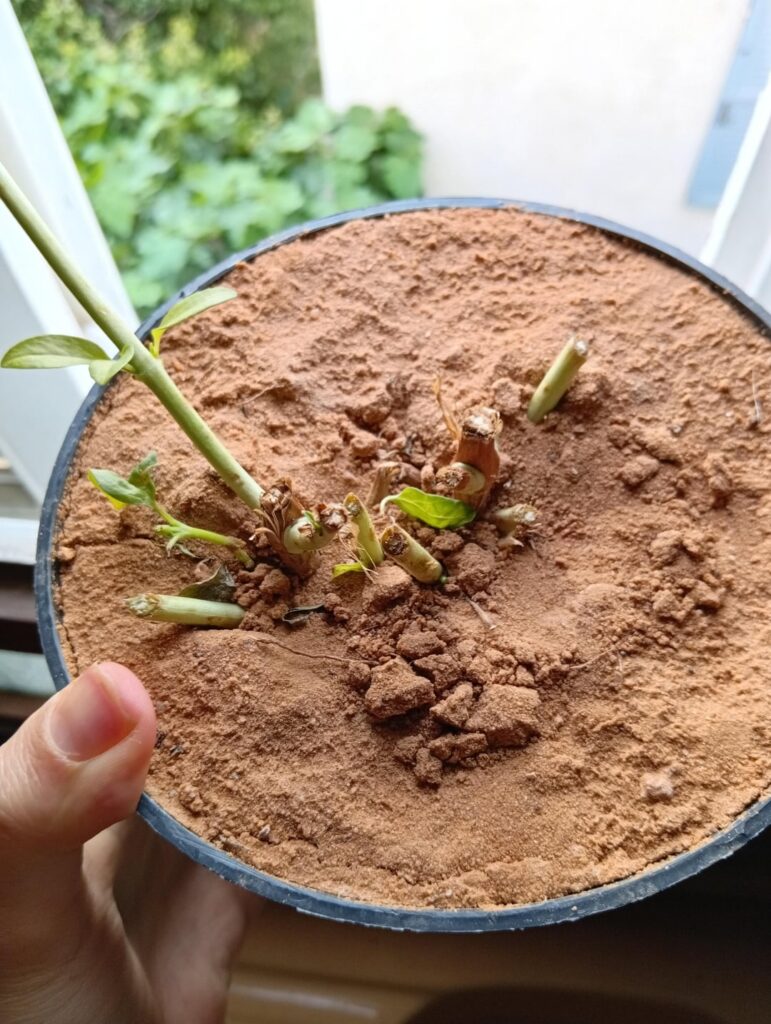 Is this basil dead Is this basil dead