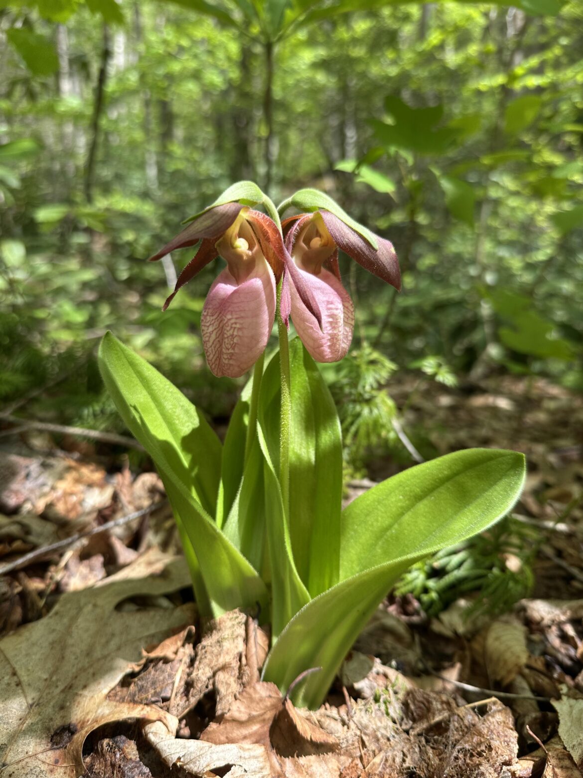 Pink Lady Slippers