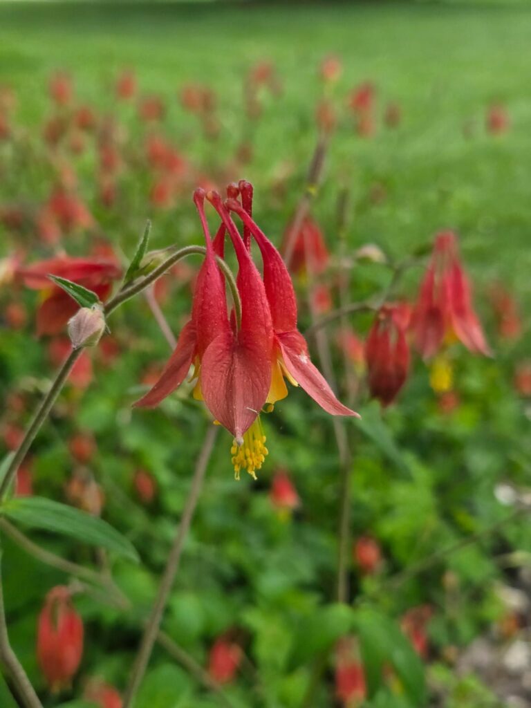 My columbine in full bloom!