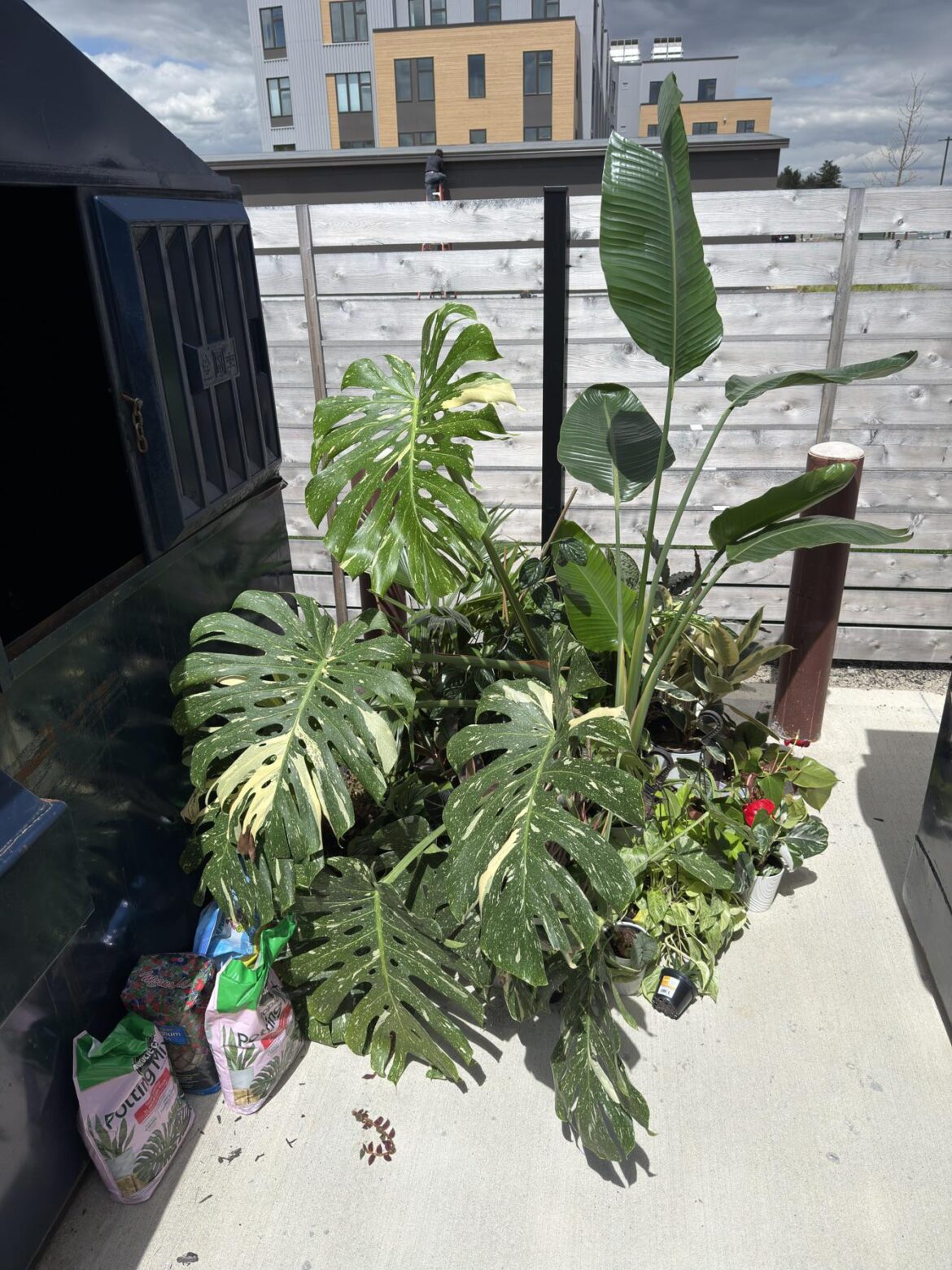 Free plants, Southern Maine