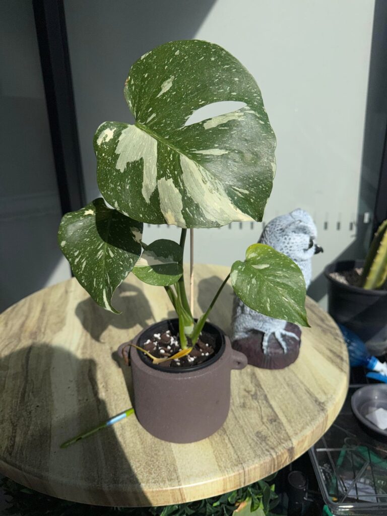 Found root rot yesterday