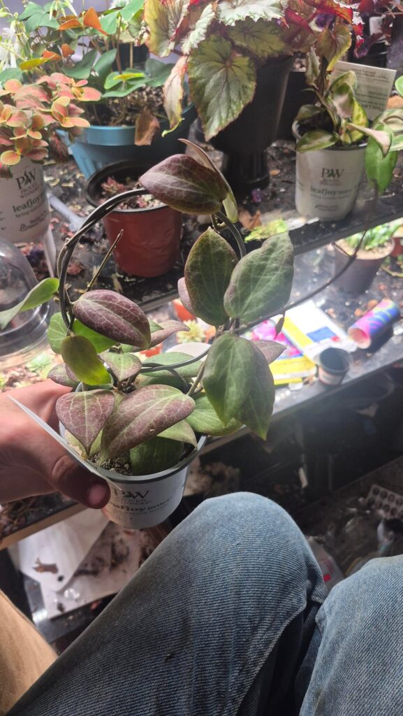 Do Hoyas really flower this small?