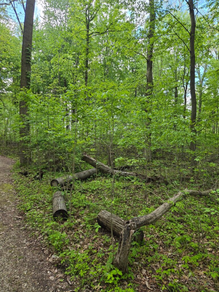 Ash saplings Ash saplings