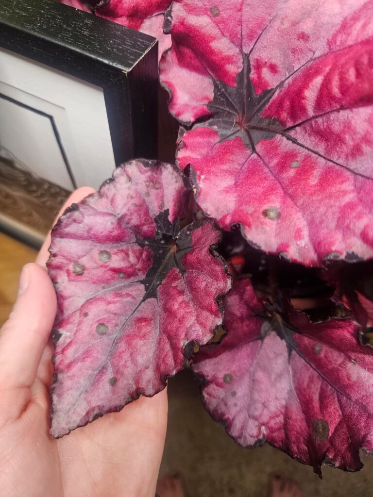 What are these spots on my begonia rex?