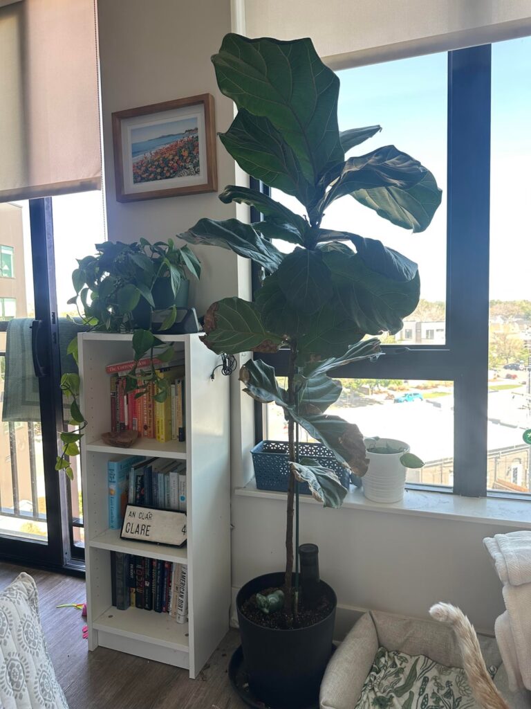 Help with chop Help with chop