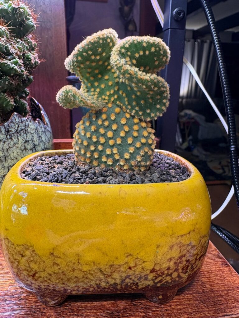 What was your first cactus?