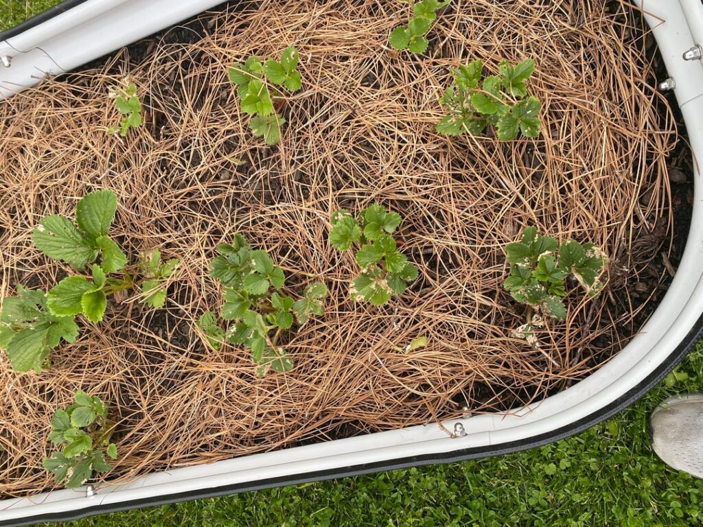 Eating my strawberry leaves? Eating my strawberry leaves?