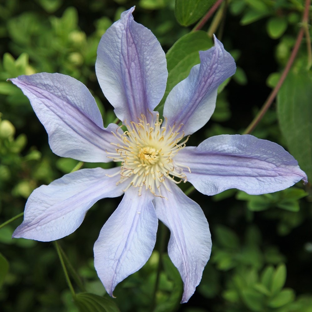 Clematis Blue River ('zoblueriver') (pbr)