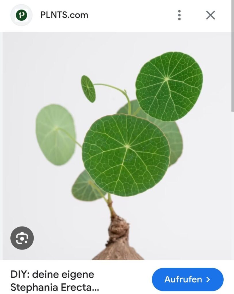 Is it ethical to buy Stephania erecta seeds when the mother plants might be poached? Is it ethical to buy Stephania erecta seeds when the mother plants might be poached?