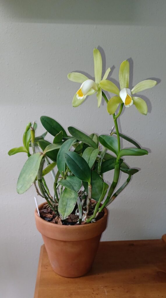 Cattleya forbesii Cattleya forbesii