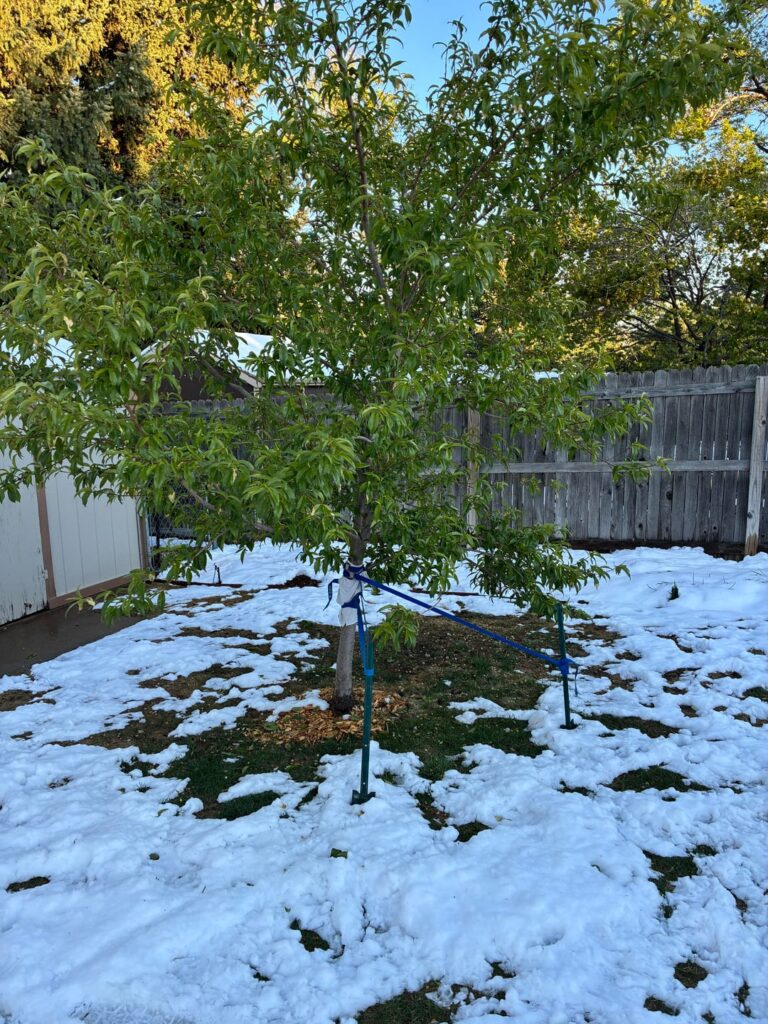Help Repairing Peach Tree
