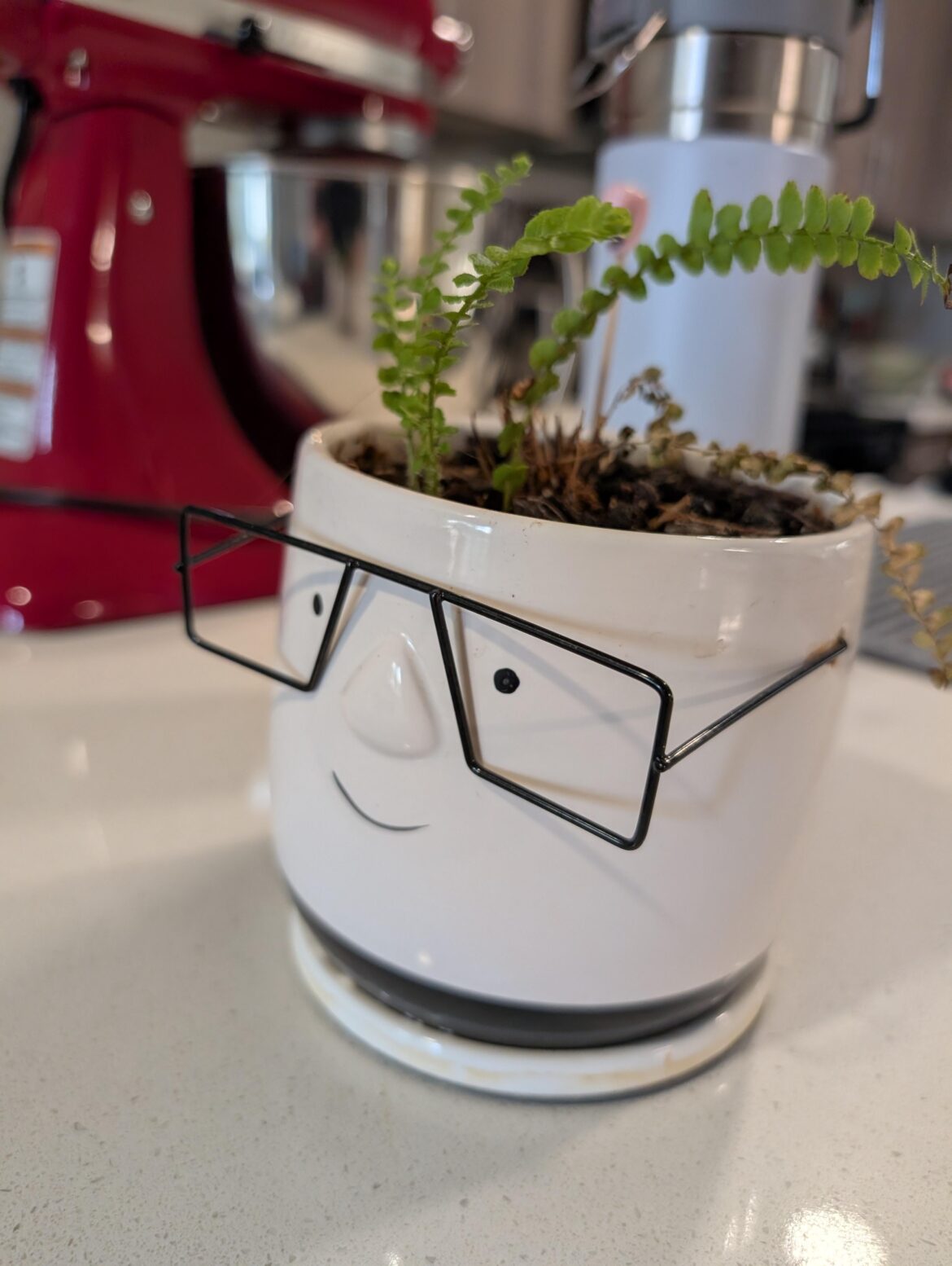 Since I love plants my girlfriend got her first plant and a pot that looks like me.