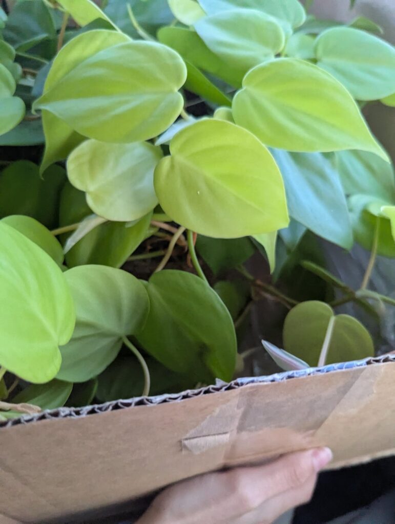 Neon pothos or lemon lime philo?