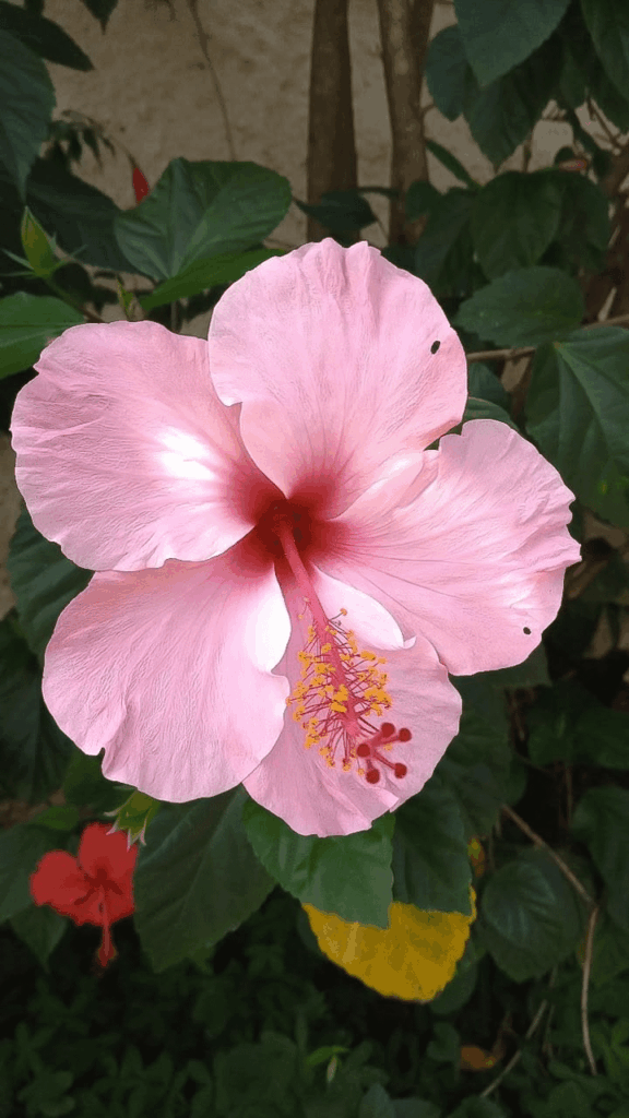 Bloom with grace