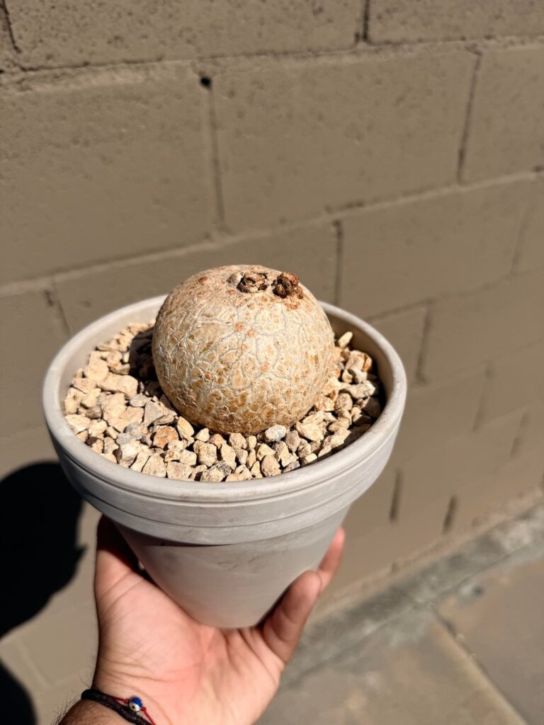 Jatropha Cathartica