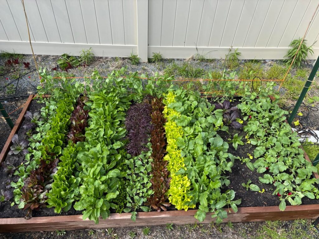 Second year planting a spring garden