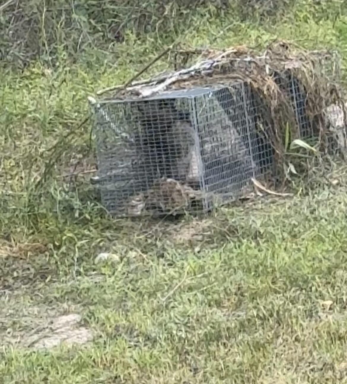 .223 and fox cage