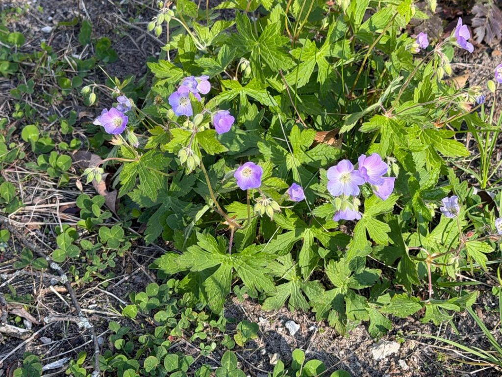 A Type of Geranium? A Type of Geranium?