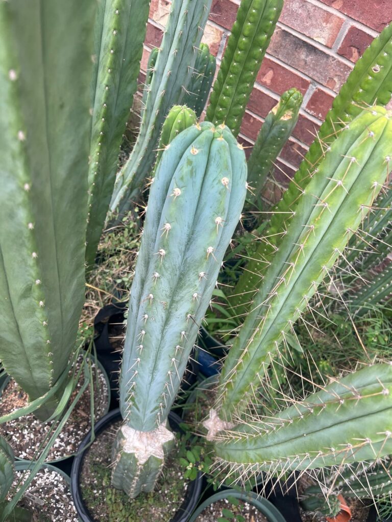 Favorite Peruvianus?