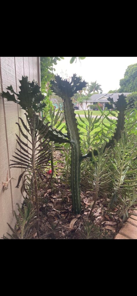 Possible ID help? Possible ID help?
