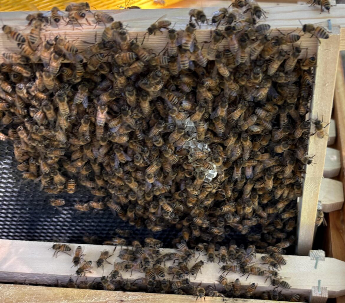 The Bees Are Busy – And So Are We