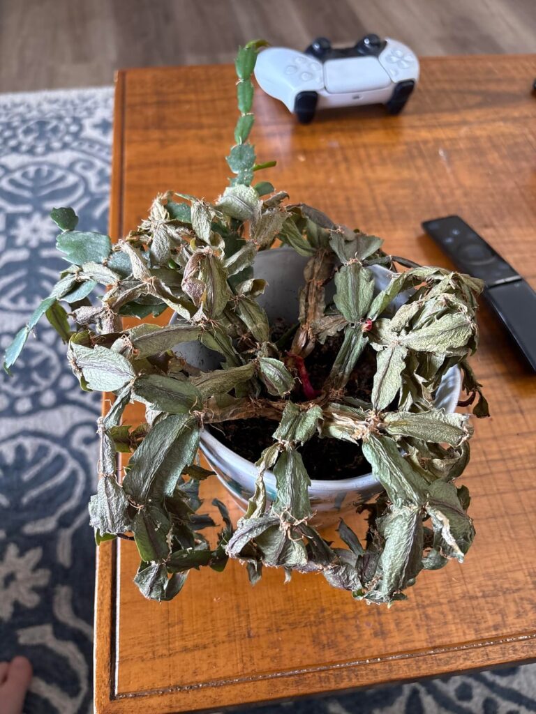 Please help me save my Christmas Cactus! Please help me save my Christmas Cactus!