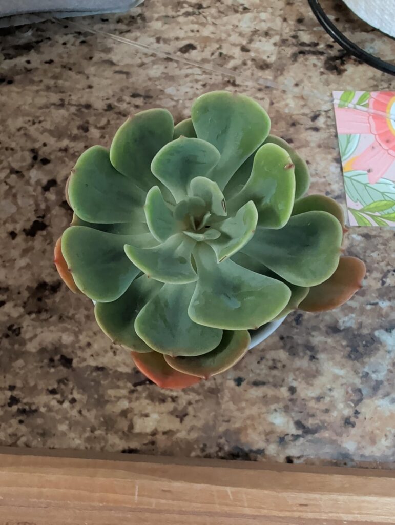Can this be saved or how should I propagate it?