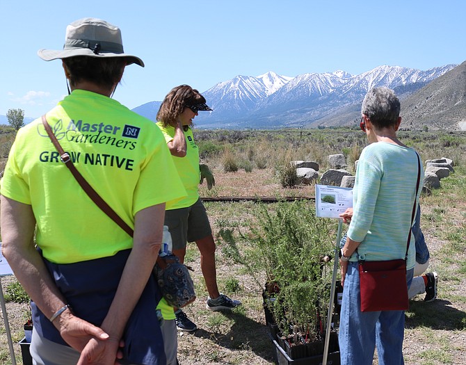 Master Gardeners talk with a customer about pygmy caragana, a plant native to the Great Basin, at the May 18, 2024, Native Plant Sale conducted at the River Fork Ranch.