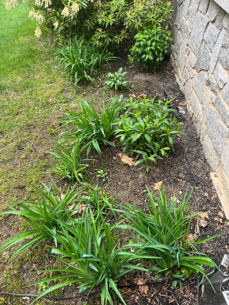 Help me identify the plants in my new yard?