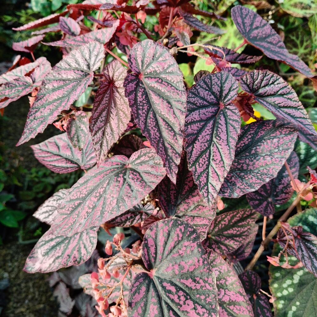 Hybrid I did between Begonia lubbersii and u62. Still not sure what to call it.