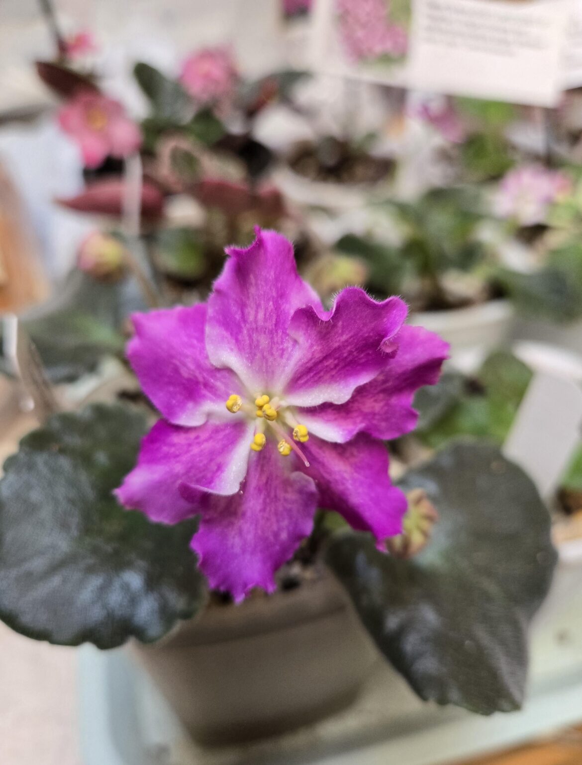 RS Operetta Flower is to Die For