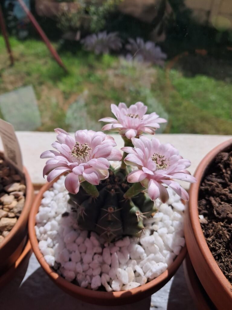 Showing off some flowers