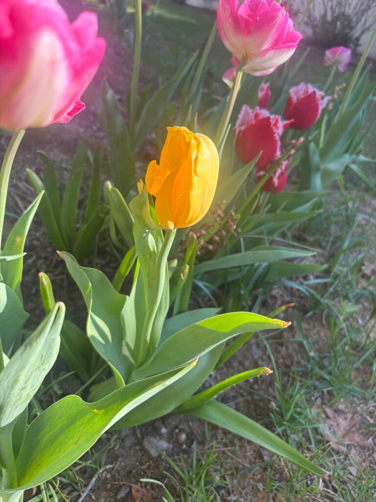 Why is this tulip maturing unevenly is something wrong with it? Why is this tulip maturing unevenly is something wrong with it?