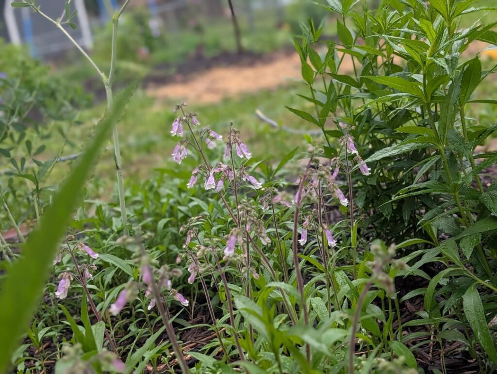 My little native patch is blooming!
