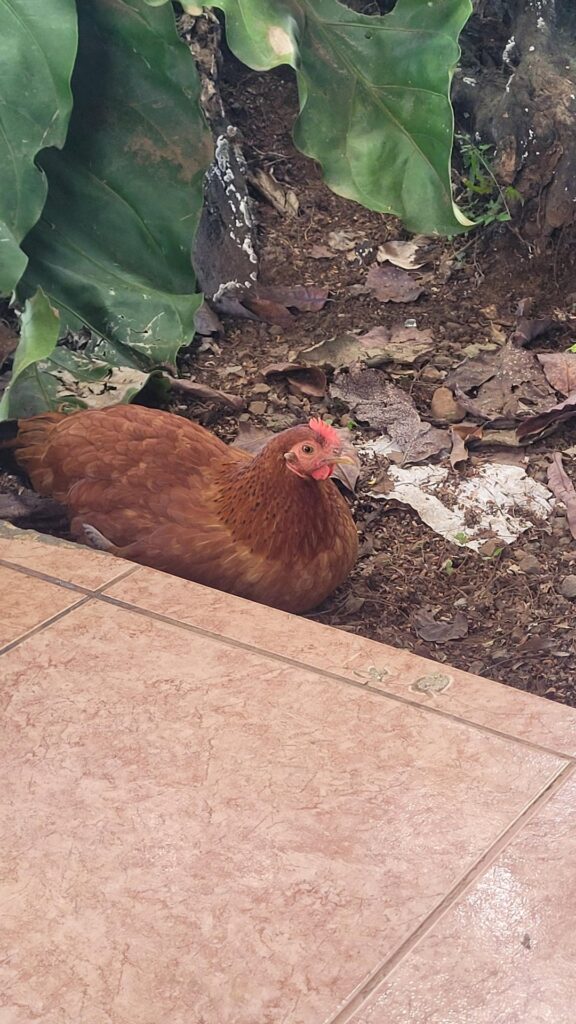 Tell me about your favourite chicken? 🐔