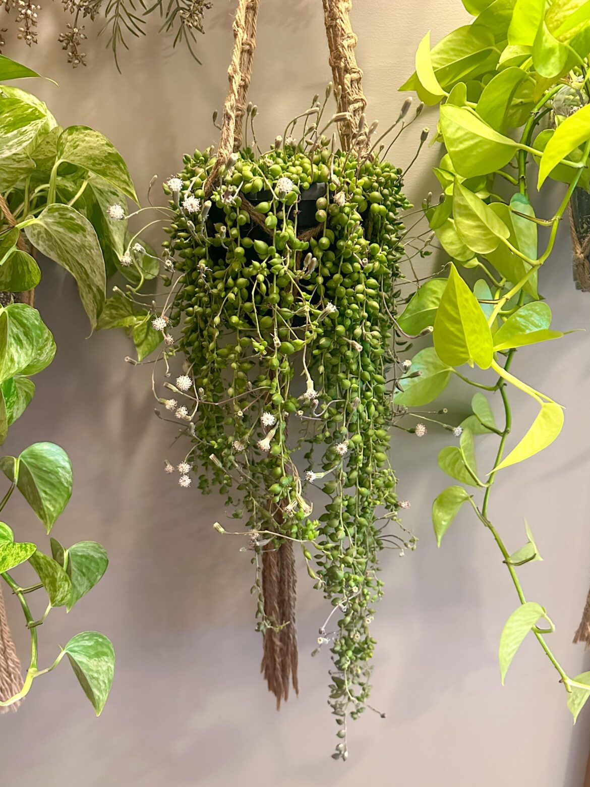My strings are blooming!