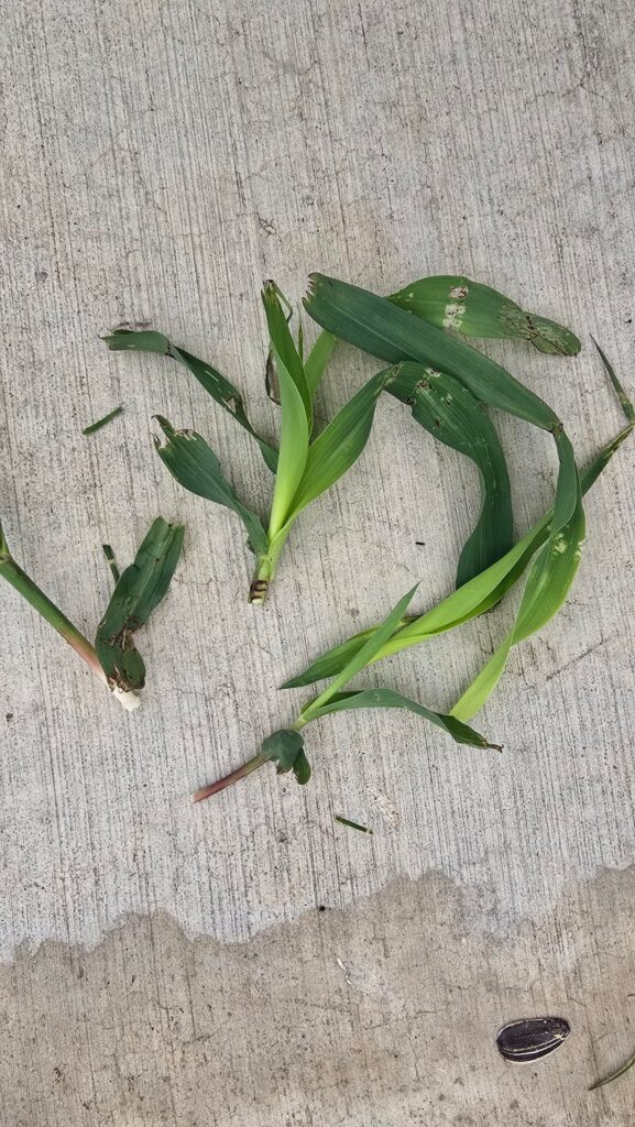 Found in random spots throughout my yard. Central tx