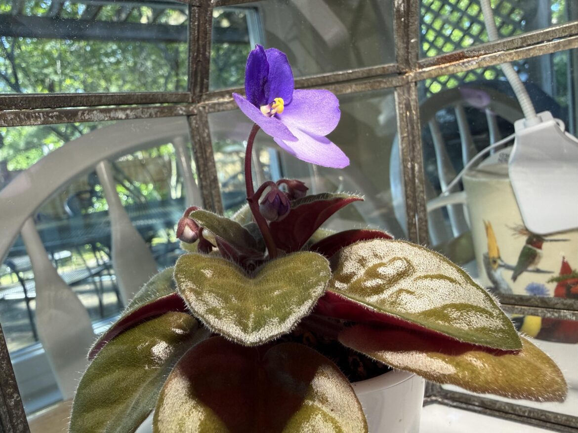 First bloom, wasn’t expecting this First bloom, wasn't expecting this