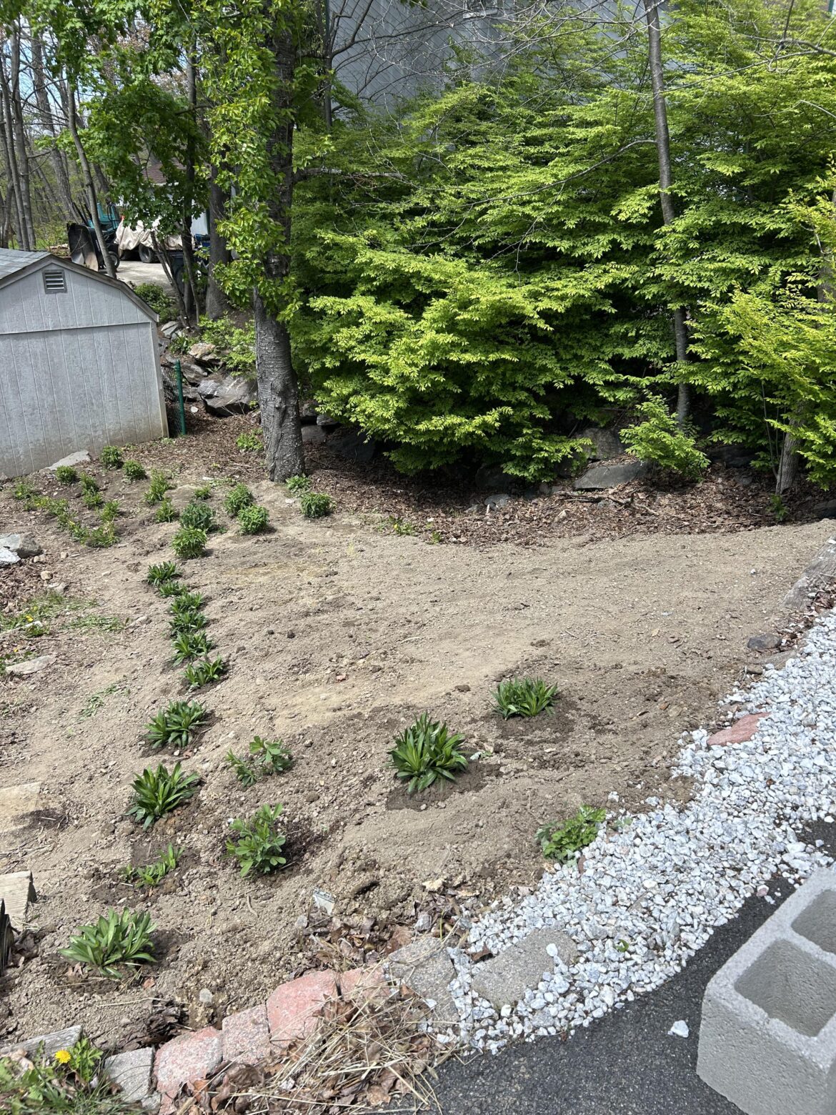 Update : Turning the mudslide on the side of my house into a native plant garden [NJ]