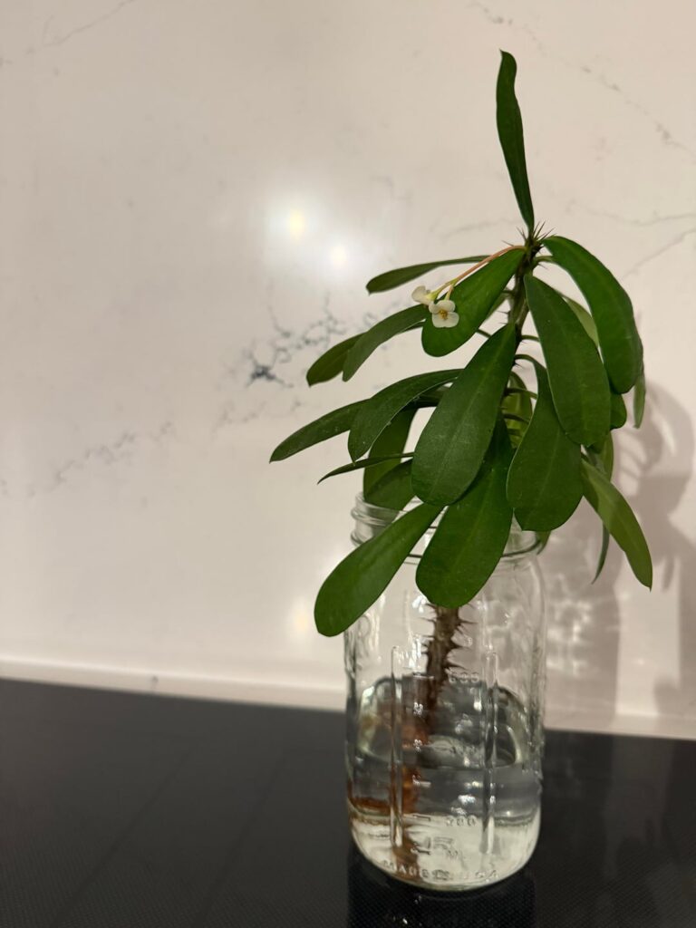 Crown of Thorns clipping question