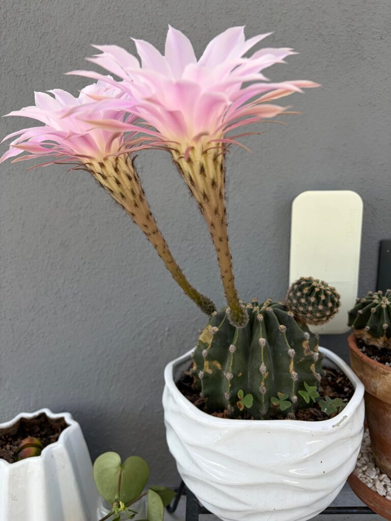 I didn’t know these did this
