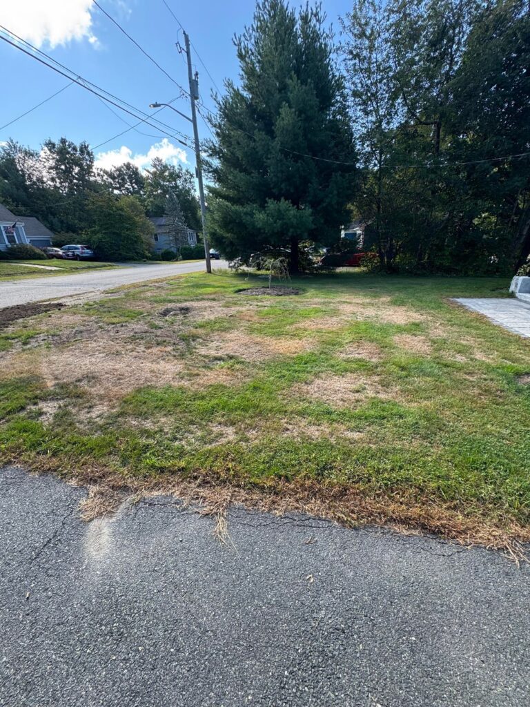 Still plenty of work to do but so far so good after my fall overseed Still plenty of work to do but so far so good after my fall overseed