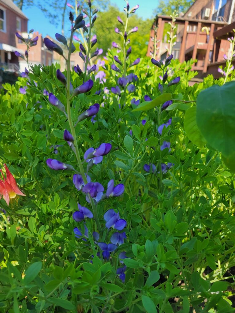 May flowers (northeast US)